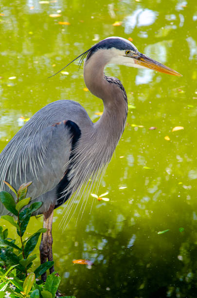 istock Close Encounter with a Blue Heron next to the Water's Edge 1440592821