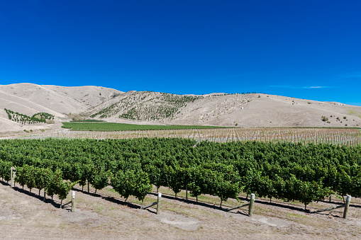 A vineyard on the South Island, New Zealand.