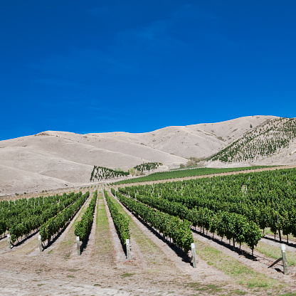 A vineyard on the South Island, New Zealand.