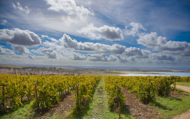 istock Vineyard in Portugal 1440594797