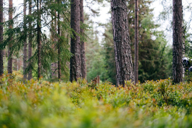 Pine tree trunks surrounded by blueberry bushes Pine tree forest in Norway, Trysil norway autumn oslo tree stock pictures, royalty-free photos & images