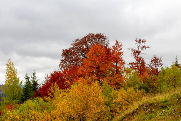 istock Autumn colorful beautiful trees 1440595059