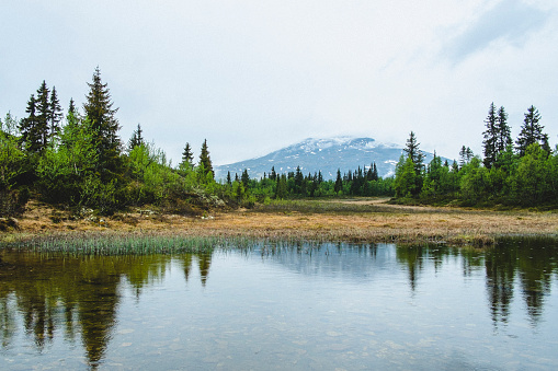 A reflection of pinewood trees in a lake near a mountain, near Tylldalen, Norway