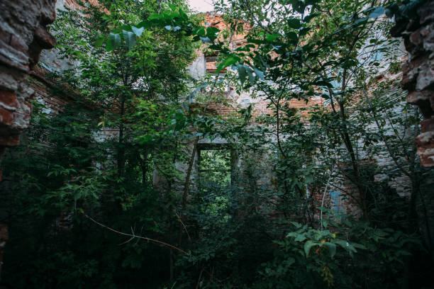 istock Old ruined overgrown abandoned mansion 1440595160
