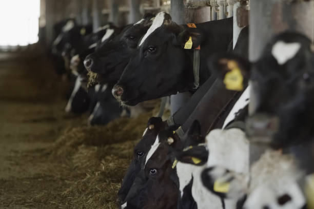 istock Feeding cows with mixed fodder on farm. Cow farm. 1440595915