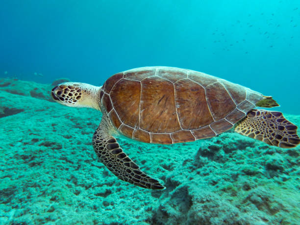 istock Green sea turtle from the Mediterranean Sea 1440596512