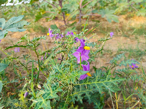 A Kateli Kantkari Choti Kateri Bhui Ringani Yellow Berried Nightshade Febrifuge Solanum Indicum Flower Plant