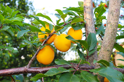 photo of yellow plums