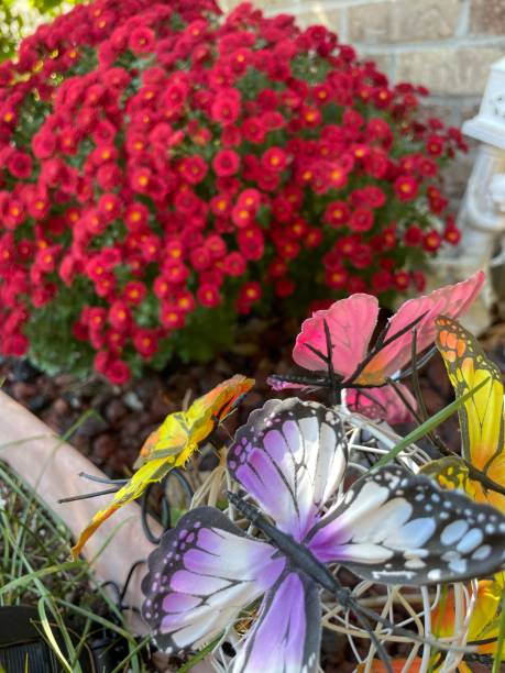 istock Red Chrysanthemum and butterflies 1440597654