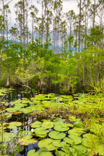 istock Lily Pads and Dwarf Cypress Trees 1440597976