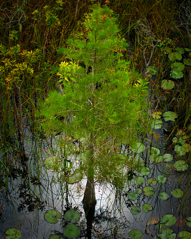 Close up of a small dwarf cypress tree surrounded by lily pads growing in still dark water.
