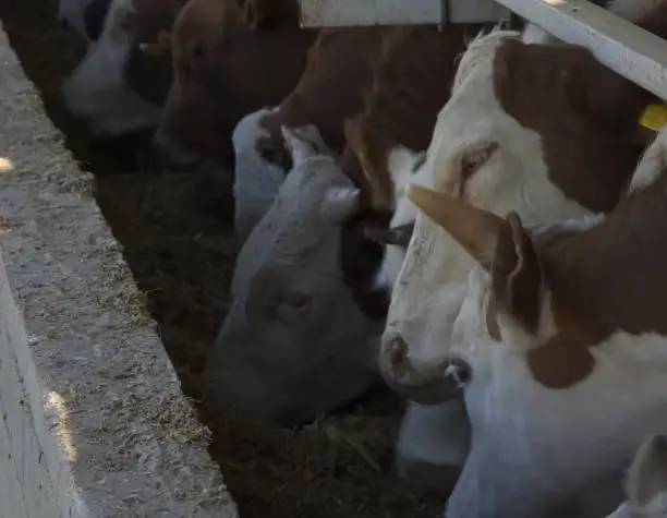 Feeding cows with mixed fodder on the farm. Cow farm.