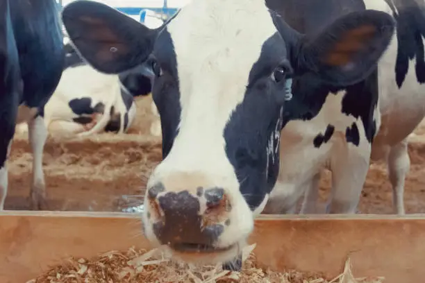 Feeding cows with mixed fodder on the farm. Cow farm.