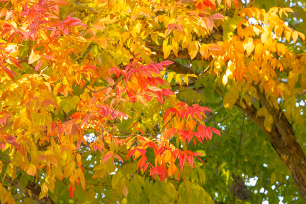 istock Fall leaves-Howard County Indiana 1440598982