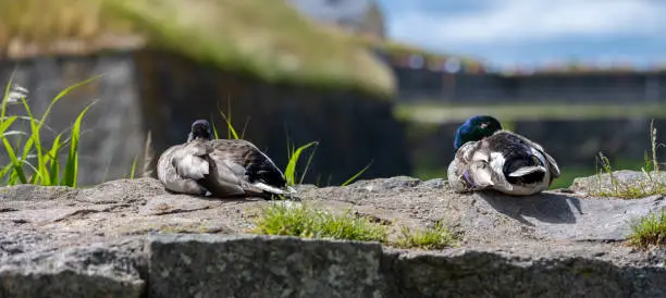 Two mallard ducks resting on stone wall.