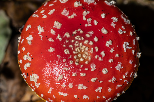 Fly agaric Amanita muscaria in a forest at fall.
