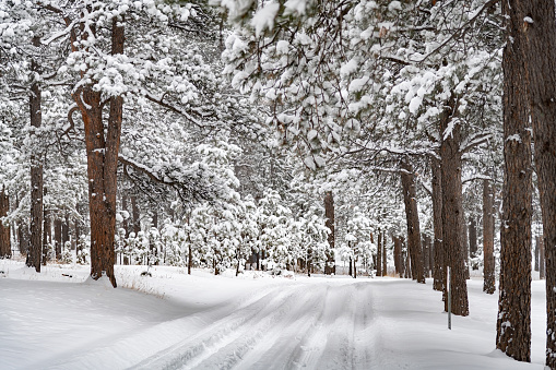 Winter trail lined with tall evergreen trees (pine) after 10 inch snowfall near Colorado Springs, Colorado, Black Forest, northern El Paso county western USA.