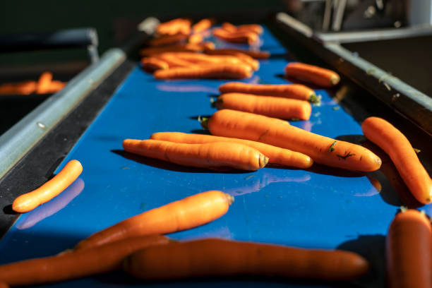 istock Washed Carrots Moving on Blue Conveyor Belt in Food Processing Plant 1440601347