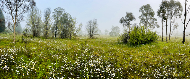 Horizontal panoramic photo of white daisies, Eucalyptus and Wattle trees and lush grass growing in a field in on a misty morning in Spring. Armidale, New England high country, NSW.