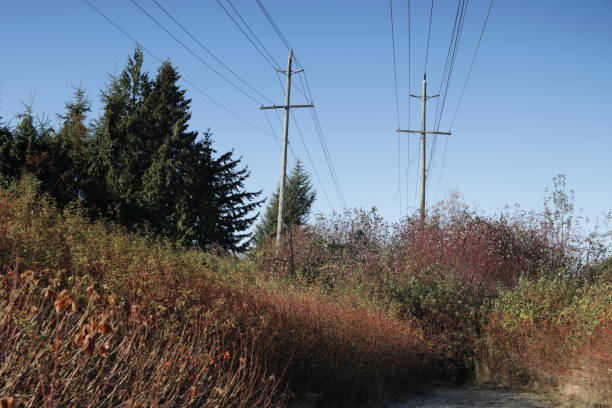 istock Rows of Power Lines on a Greenway in Canada 1440602502
