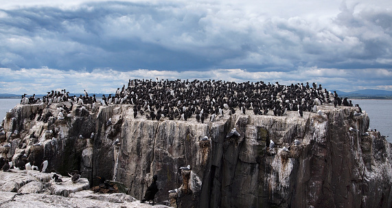 Lots of Guillemots standing on a rock on the Farne Islands in Northumberland. There are a number of Black Backed Gulls nesting on the vertical face of the rock and a pair of Cormorants on a nest in the foreground. The Cormorants however, are difficult to see.