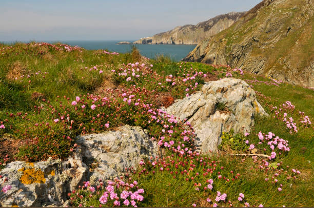 Looking along a section of the Anglesey coastline on a warm spring day. Interesting rock formations in the cliffs and lots of Sea thrift growing in the foreground. Sea cushion, Lady's cushion and Sea grass are just a few local names for this plant.