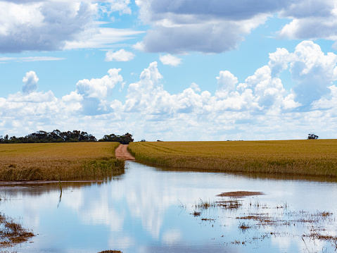 Flooded wheat fields in rural Victoria