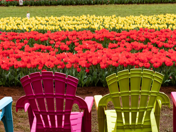 Coloured plastic chairs and tulips