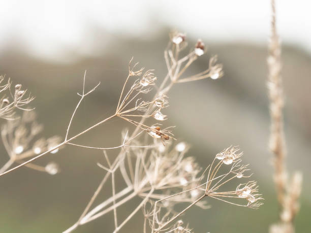Dried flowers with rain drops