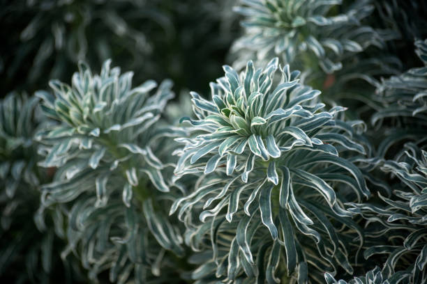 Closeup of euphorbia plant in a public garden