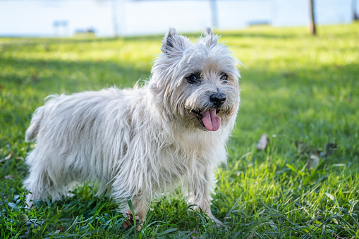 Portrait of a Cairn Terrier in nature