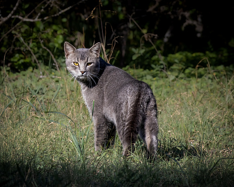 Wild gray domestic cat roaming and on the morning prowl