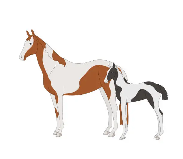 Vector illustration of Warm-blooded mare with foal, piebald color