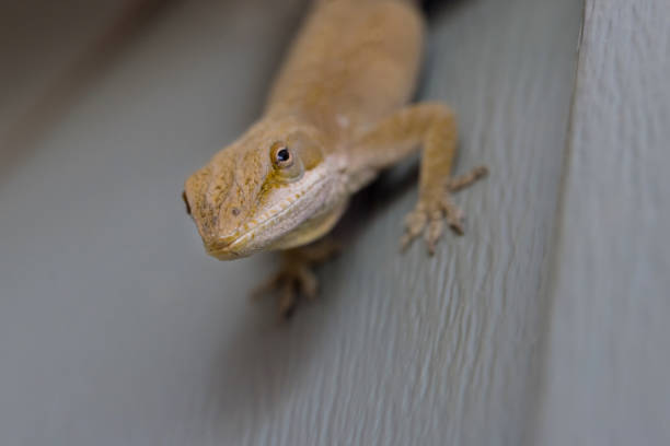 istock On the plastic wall of the house, there is a lizard sitting on it 1440608023
