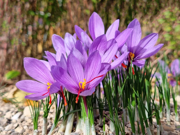 Saffron flowers Saffron flowers - Crocus sativus. saffron stock pictures, royalty-free photos & images