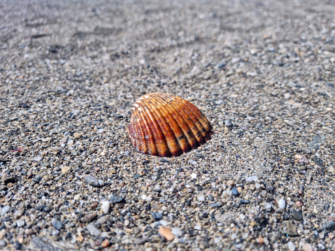 closeup of a shell with beach sand background