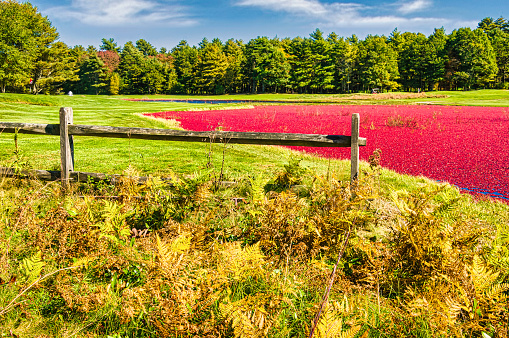 A wooden split rail fence separates a fern filled meadow from the manicured grass of a Cape Cod golf course which features a cranberry filled bog as a water hazard.