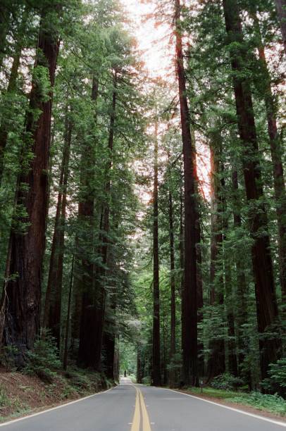 istock Ave of the Giants 1440613047