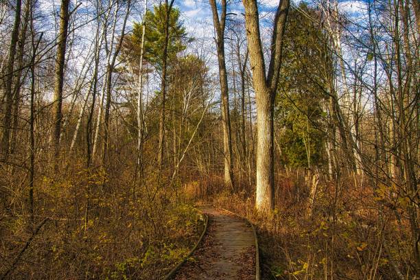 istock Boardwalk Through Late Autumn Woods 1440613178