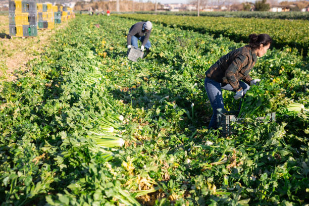 istock Woman harvesting celery on vegetable field 1440613384