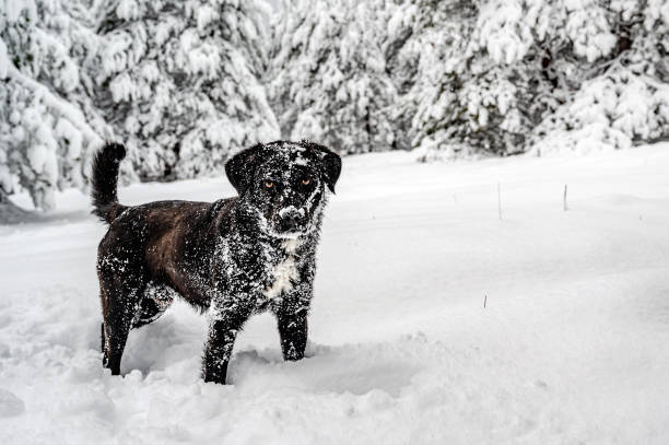 Free Stock Photo of Black Dog Wearing Tan Coat in Snow | Download Free ...