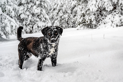 One dog covered with snow stands still and looks at the camera