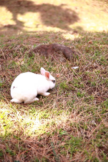 istock Wild rabbits looking for food on the promenade 1440614396