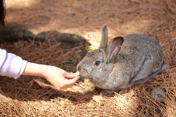 istock Wild rabbits looking for food on the promenade 1440614423