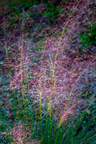 A vertical image of a long spray of Pink Muhly Grass (Muhlenbergia capillaris).