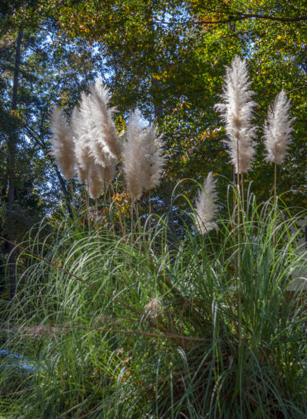 istock White Flames of Pampas Grass 1440614876