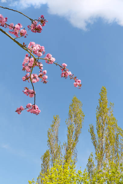 sakura-zweige und pappel-baumkronen - teltow stock-fotos und bilder