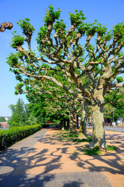 istock Shadowy alley with trees, Frankfurt am Main, Hessen, Germany 1440619176