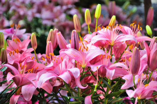 flores de lirio rosa en primer plano, frankfurt am main, hessen, alemania - lily pink stargazer lily flower fotografías e imágenes de stock