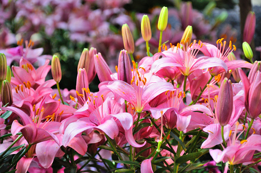 Pink lily flowers in closeup in Frankfurt am Main, Hessen, Germany.